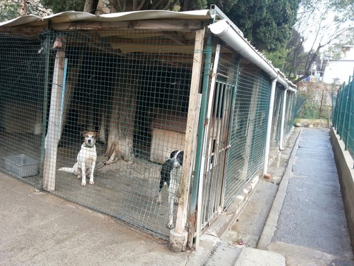 Una nuova casa per gli ospiti del canile di Finale: entro un mese il trasferimento nella nuova struttura