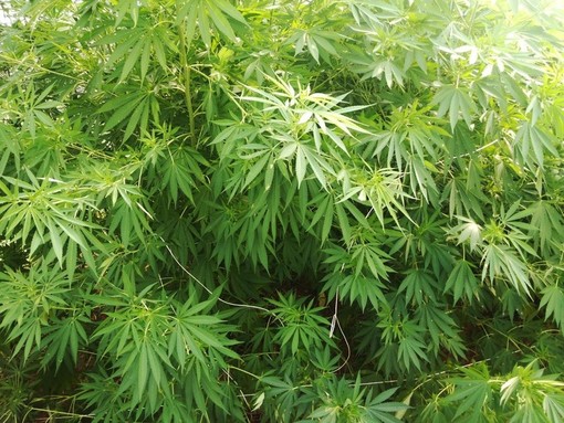 Cannabis terapeutica: è nato lo sportello informativo di InFioreScienza