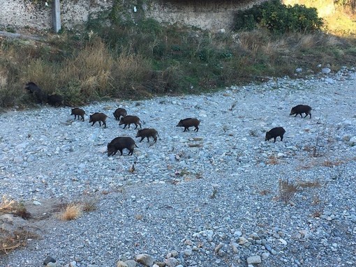 "Invasione" di cinghiali a Savona, inviata una lettera al sindaco: "Cosa intende fare l'amministrazione?"