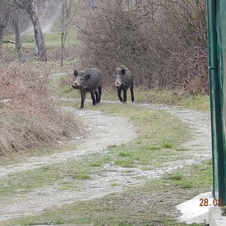 L'appello del sindaco di Plodio: "Non date da mangiare ai cinghiali"
