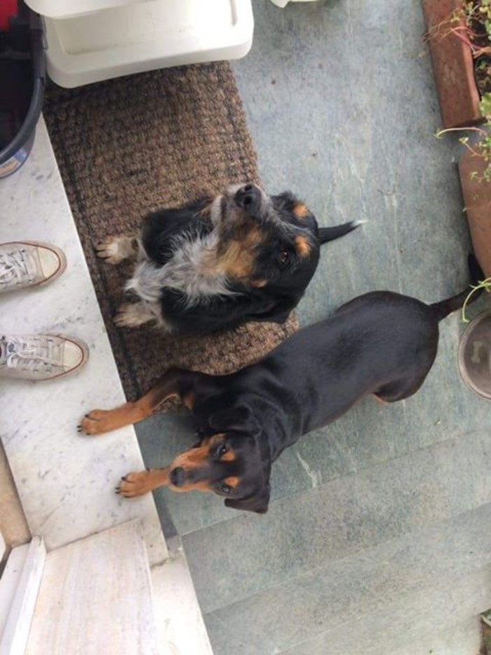 Finalborgo, dispersi due cani: l'appello della proprietaria