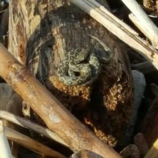 Vipere o Coronelle? Le rassicurazioni degli esperti dopo i recenti avvistamenti sulle spiagge di Alassio e Albenga