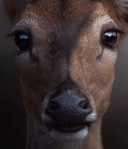 Caccia di selezione ai caprioli nel savonese, PAI e OSA: “Normativa frammentata e poco comprensibile persino agli addetti ai lavori”
