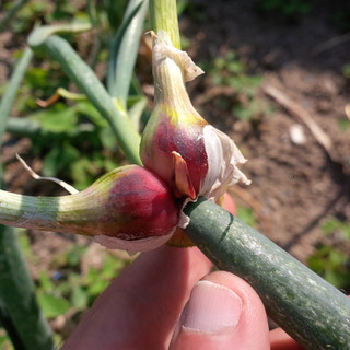 La cipolla egiziana ligure alla XVII Edizione della " Festa delle Erbe Aromatiche, Officinali e Antiche Piante" di Rollo