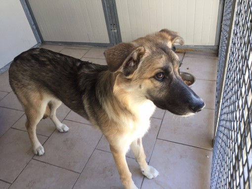 Canile stracolmo, impossibile accogliere altri cani Canile stracolmo, impossibile accogliere altri cani