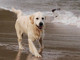 Cani in spiaggia, qualche apertura dalla riviera di Ponente