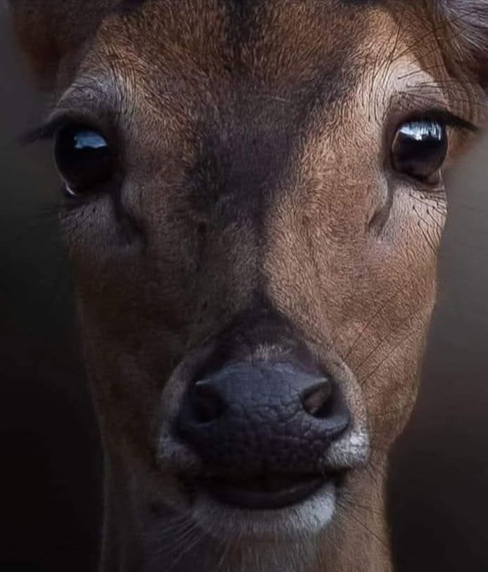 Caccia di selezione ai caprioli nel savonese, PAI e OSA: “Normativa frammentata e poco comprensibile persino agli addetti ai lavori”