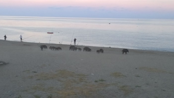 Savona: 18 cinghiali sulla spiaggia vicina al Letimbro (FOTO) Savona: 18 cinghiali sulla spiaggia vicina al Letimbro (FOTO)