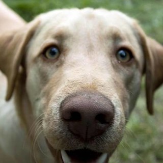 Savona: parte il corso per Operatore in Pet Therapy