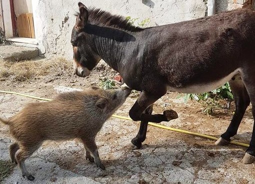 Cadibona: cinghialina ferita "fa amicizia" con un asino