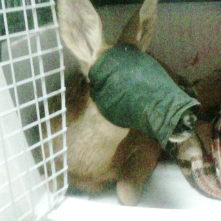 Scontro tra un’auto ed un capriolo su una strada di Urbe