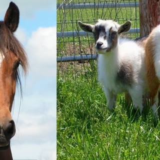 Cosseria, sette caprette e una cavalla in stato di abbandono: si accende la polemica