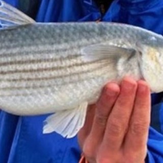 Pesca sportiva anche nei porti di Genova, Savona-Vado e La Spezia. Il commento dell'Enpa: "Povero Mar Ligure"