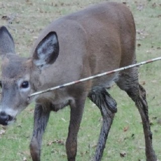 Regione, Forza Italia vota contro la caccia con l’arco Regione, Forza Italia vota contro la caccia con l’arco