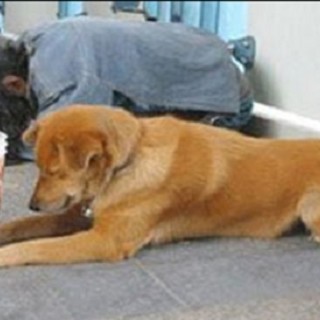 Il cucciolo "funziona" sempre