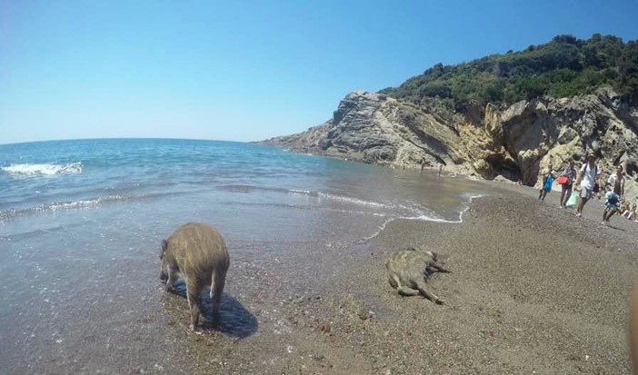 "Il cinghiale Vladimiro di Varigotti può essere una risorsa": il pensiero dell'Enpa