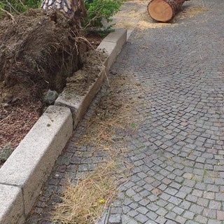 Celle Ligure: pini pericolanti a causa del maltempo
