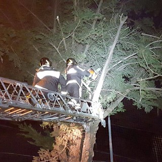 Andora: cipresso pericolante, messa in sicurezza nella notte