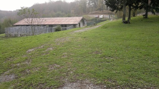 Il Canile di Cairo Montenotte cerca volontari