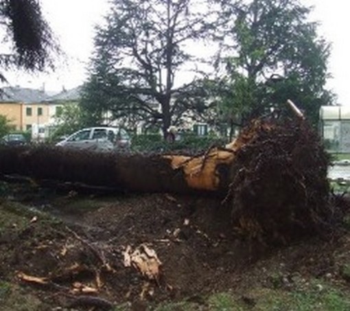Loano: interventi in città e a Boissano per il forte vento Loano: interventi in città e a Boissano per il forte vento