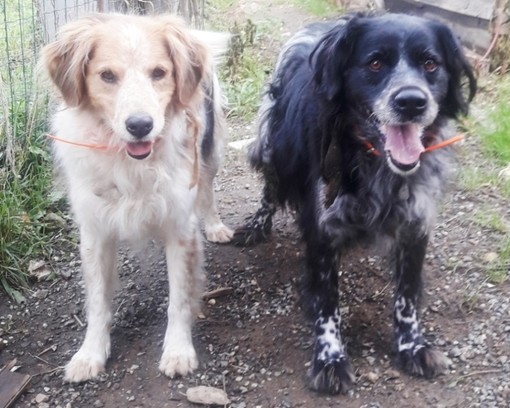 Ortovero: il loro "papà" muore e Ruby e Shaky  cercano qualcuno che possa occuparsi di loro