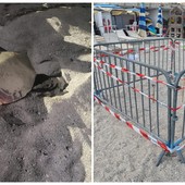 Anche a Pietra un nido di Caretta caretta: è il quinto caso dell'estate nel ponente ligure