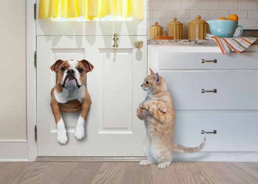 Al Conad di Finale Ligure sabato raccolta alimentare pro canile Al Conad di Finale Ligure sabato raccolta alimentare pro canile