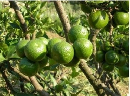 Potrebbe partire da Finale il nuovo brand "Riviera degli agrumi e degli ulivi"?