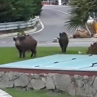 cinghiali a spasso per le vie di Alassio