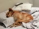 Una storia a lieto fine per Mina, cagnolina smarrita nel quartiere savonese di Zinola