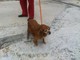 Albisola Superiore, trovata cagnolina anziana, si cercano i proprietari