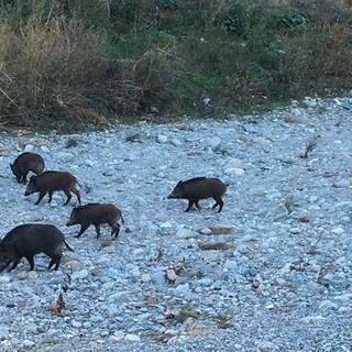 Vietato dare da mangiare ai cinghiali, il sindaco di Savona firma un'ordinanza