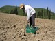 Imu agricola: ecco chi paga ancora in Provincia di Savona