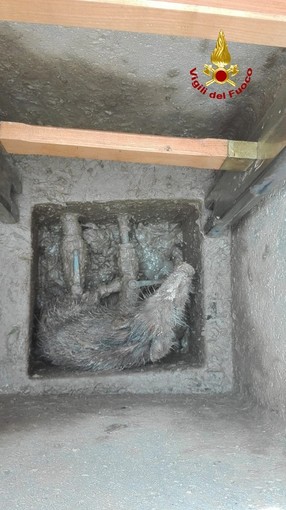 Spotorno, cinghiale di 10 kg resta intrappolato in un tombino: salvato dai vigili del fuoco Spotorno, cinghiale di 10 kg resta intrappolato in un tombino: salvato dai vigili del fuoco