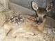 Cuccioli di animali selvatici da soli, l'appello Enpa "Non li toccate"
