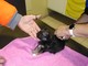 Savona, tre cuccioli di cane trovati in un cassonetto: la denuncia dell'Accademia Kronos
