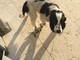 Smarrito cane ad Albisola Superiore: l'appello dei proprietari