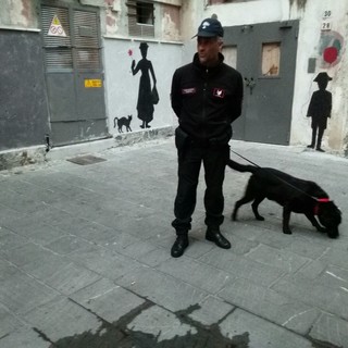 Il cane "Joy" setaccia i vicoli di Albenga: droga dissotterrata dai vasi e sequestrata