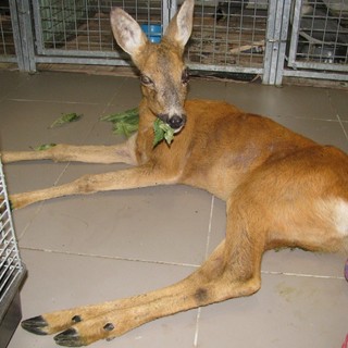 Albisola: giovane femmina di capriolo soccorsa dall'Enpa