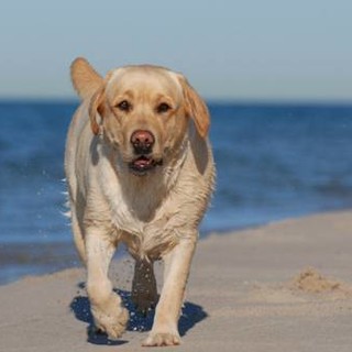 1° ottobre 2014: sì ai cani in spiaggia
