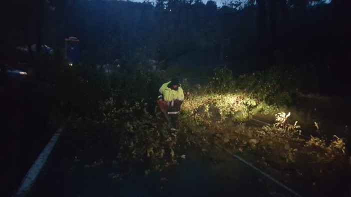 Innumerevoli alberi caduti a Stella: interventi della protezione civile e dei vigili del fuoco Innumerevoli alberi caduti a Stella: interventi della protezione civile e dei vigili del fuoco