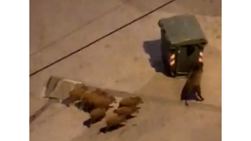 Cinghiali "a spasso" cercano di nutrirsi nei cassonetti (VIDEO)