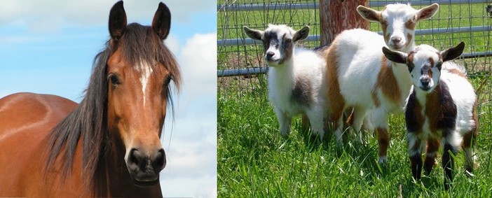 Cosseria, sette caprette e una cavalla in stato di abbandono: si accende la polemica Cosseria, sette caprette e una cavalla in stato di abbandono: si accende la polemica