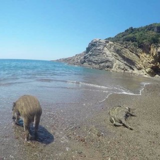 "Il cinghiale Vladimiro di Varigotti può essere una risorsa": il pensiero dell'Enpa