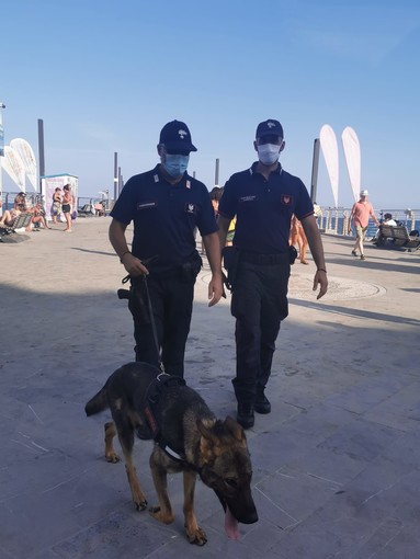Alassio: pattugliamento del weekend di ferragosto dei Carabinieri con ausilio di unità cinofile Alassio: pattugliamento del weekend di ferragosto dei Carabinieri con ausilio di unità cinofile