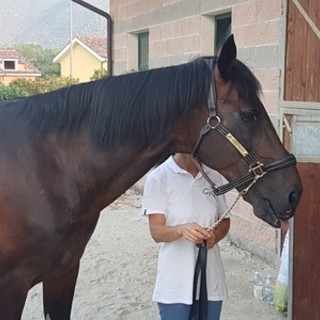 Jova Beach a Villanova: "I cavalli dell'ippodromo al sicuro, non patiscono. Il loro problema sono i piccioni, non la musica"