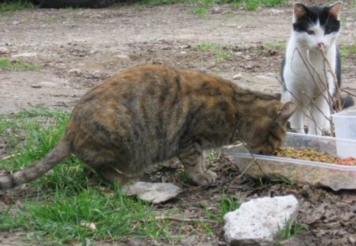Savona, l'OSA lancia un appello: "Aiutiamo la colonia felina libera della Villetta"
