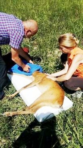 Capriolo ferito in località Ferriere di Montenotte, soccorso dall'Enpa Capriolo ferito in località Ferriere di Montenotte, soccorso dall'Enpa
