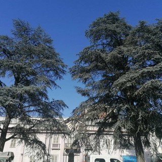 Taglio cedri in piazza Abba, bagarre in Consiglio comunale. Le opposizioni: "Il sindaco ha deciso di non ascoltare i cittadini" Taglio cedri in piazza Abba, bagarre in Consiglio comunale. Le opposizioni: "Il sindaco ha deciso di non ascoltare i cittadini"