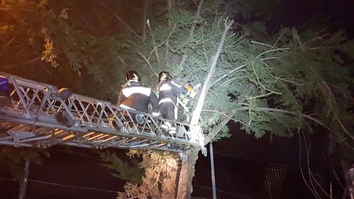 Andora: cipresso pericolante, messa in sicurezza nella notte